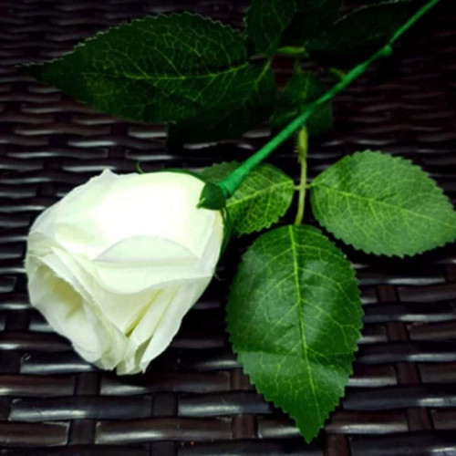 ROSA LUMINOSA ROJA - JL