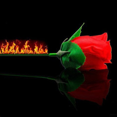 ANTORCHA A ROSA PLUS 2